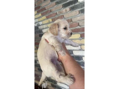 Minik maltipoo yavrularımız yeni yuvalarını bekliyor