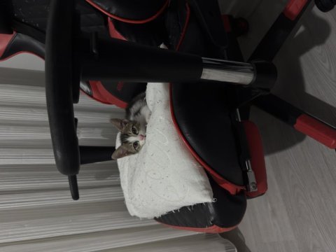 Oyuncu ve sevimli yavru kedi