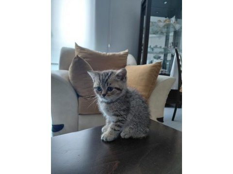 British shorthair yavru kedimiz