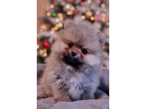 Şecereli teacup pomeranian yavrularımız
