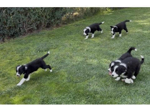Sınırlı özel border collie yavrular