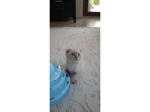 Scottish fold yavru kedimiz sahiplendirme