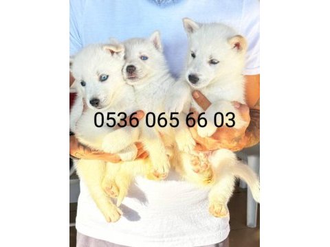 Manken kızımızın süt beyaz erkek husky yavruları