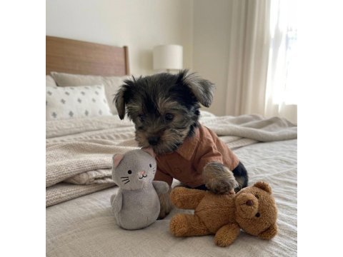Teacup yorkshire terrier yavrular
