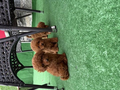 Bebek toy poodle