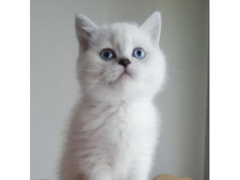 Güzeller güzeli british shorthair yavrularımız 