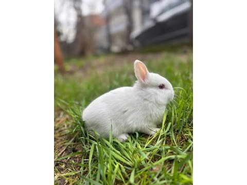 Safkan hollanda mini ve cüce tavşanlar her yere gönderim