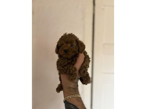 Kilo garantili toy poodle bebekler