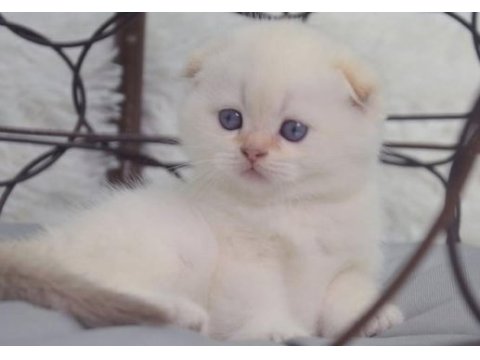 Topaç kafa silver scottish fold