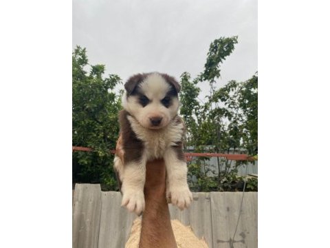 Sibirya husky yavrularımız