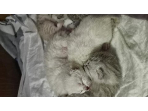 British shorthair yavrular
