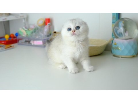 Scottish fold top kafa silver yavrumuz