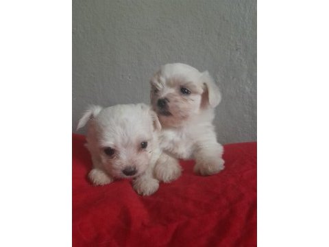 Maltese kore teacup 2 kg geçmez