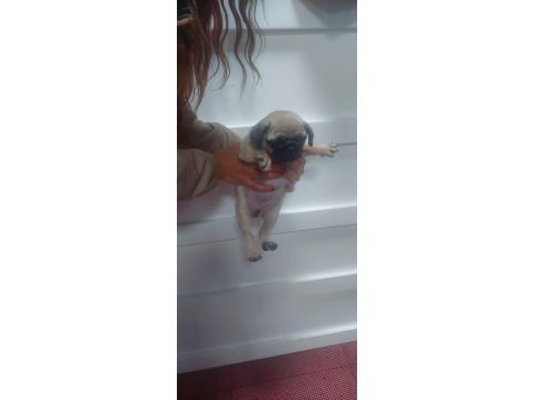 Oyuncu pug bebek