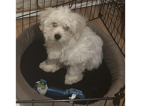4 aylık çipli maltese terrier
