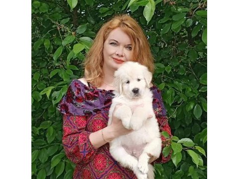 Golden retriever gelip görerek alabilirsiniz