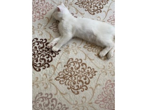 Çinkomuza yeni yuva scottish fold