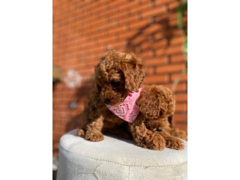 Safkan toy poodle yavrularımız