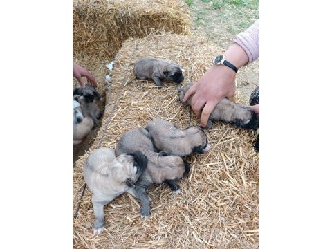 Yeni doğmuş kangal yavruları
