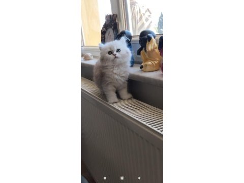 A kalite pamuk british longhair kız
