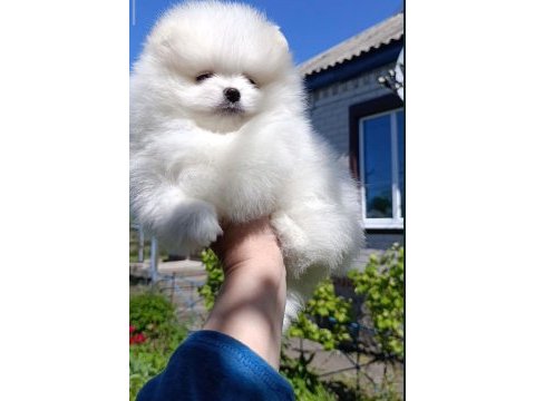 Show kalite kar beyaz teddy pomeranian yavrumuz