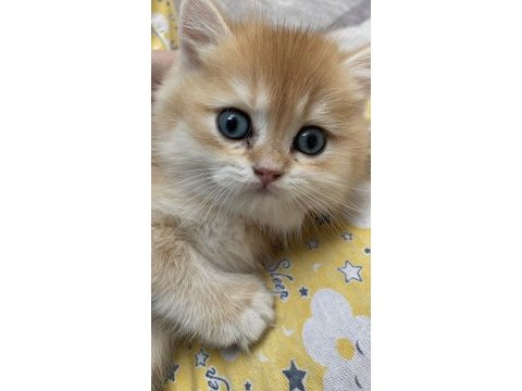 2 aylık erkek british shorthair yavru