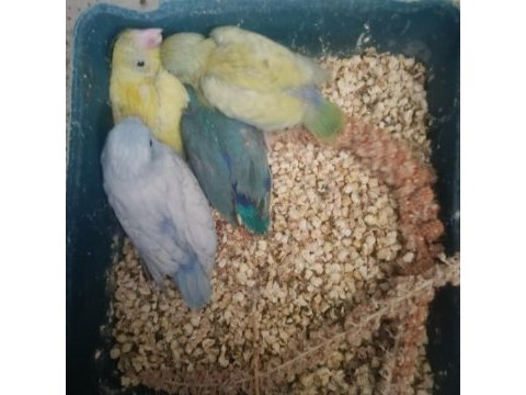 Yavru forpus papağanı