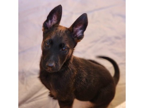 A şecereli üst kalite malinois yavruları