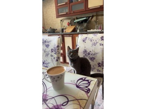 Mükemmel eğitimli british shorthair