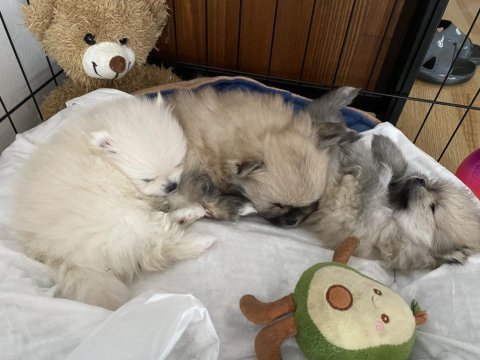 Yavru 1 aylık pomeranian