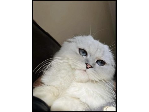 Maviş scottish fold kedimiz