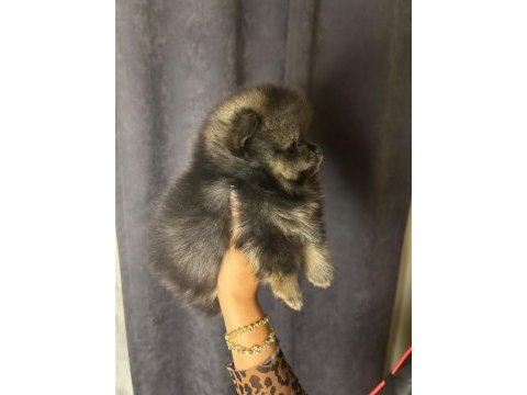 Pomeranian boo teslime hazır