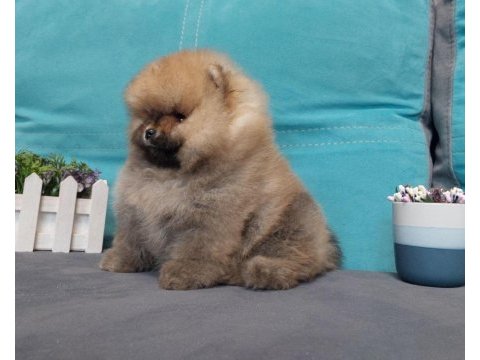 Garantili pomeranian boo yavrular heryere gönderilir