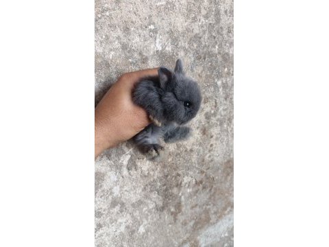 Safkan hollanda cüce yavru tavşan izmir