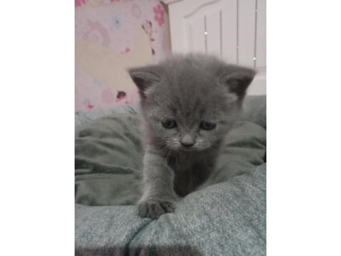 British shorthair 2 aylık kedimiz