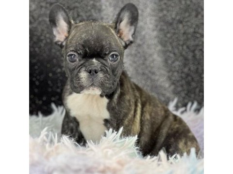 French bulldog yavruları