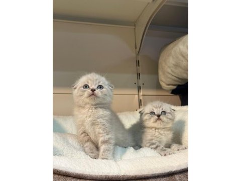 Blue point silver scottish fold