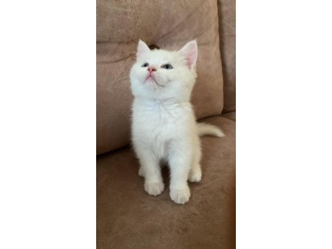 2 aylık beyaz dişi british shorthair