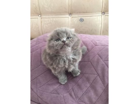 Scottish fold kardeşler (açıklamayı okuyun lütfen)