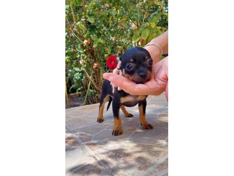 Mini boy chihuahua