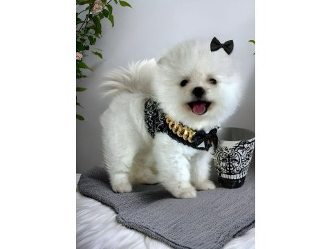 Beyaz renk 2 aylık pomeranian boo dişi yavru