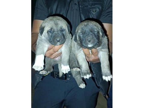 Dişi erkek safkan sivas kangal yavrular
