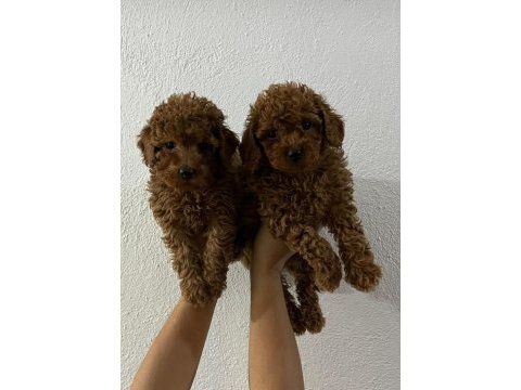 Orjinal toy poodle