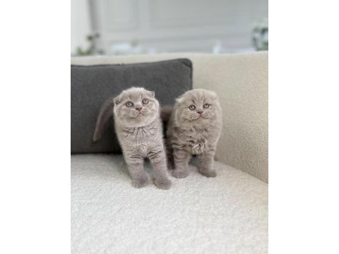 Scottish fold yavrularımız