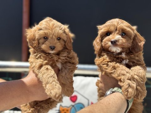 Petmode  köpek çiftliğinde ziyarete açık kore maltipoo