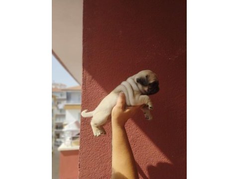 Hamburger surat pug mops