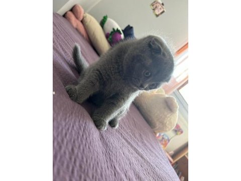 Oyuncu scottish fold oğluma yuva