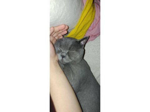 2 yaşında kısırlaştırılmış british shorthair