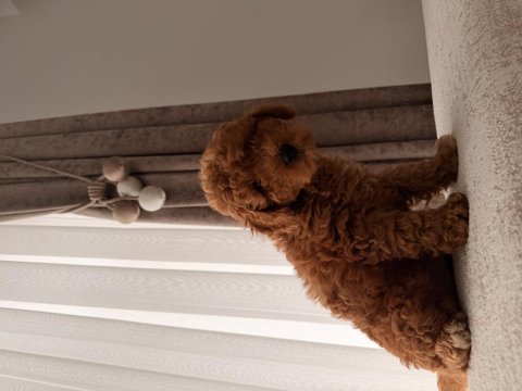 Acil satılık toy poodle