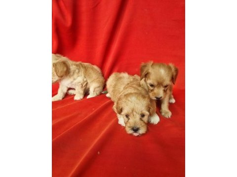 Maltipoo yavrularım